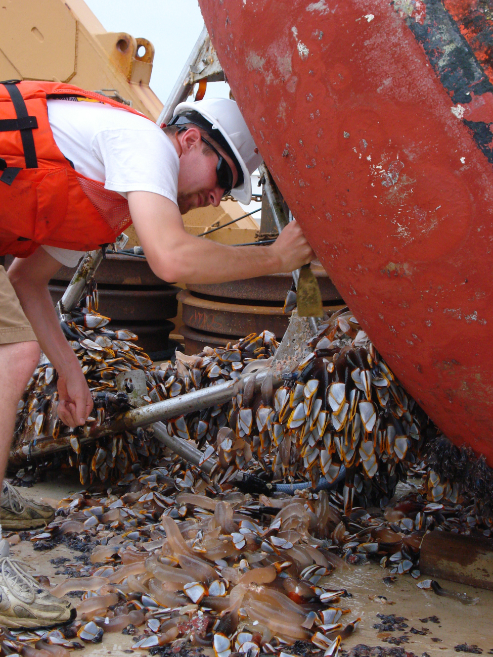 Gooseneck barnacles attached to buoy after year in ocean
