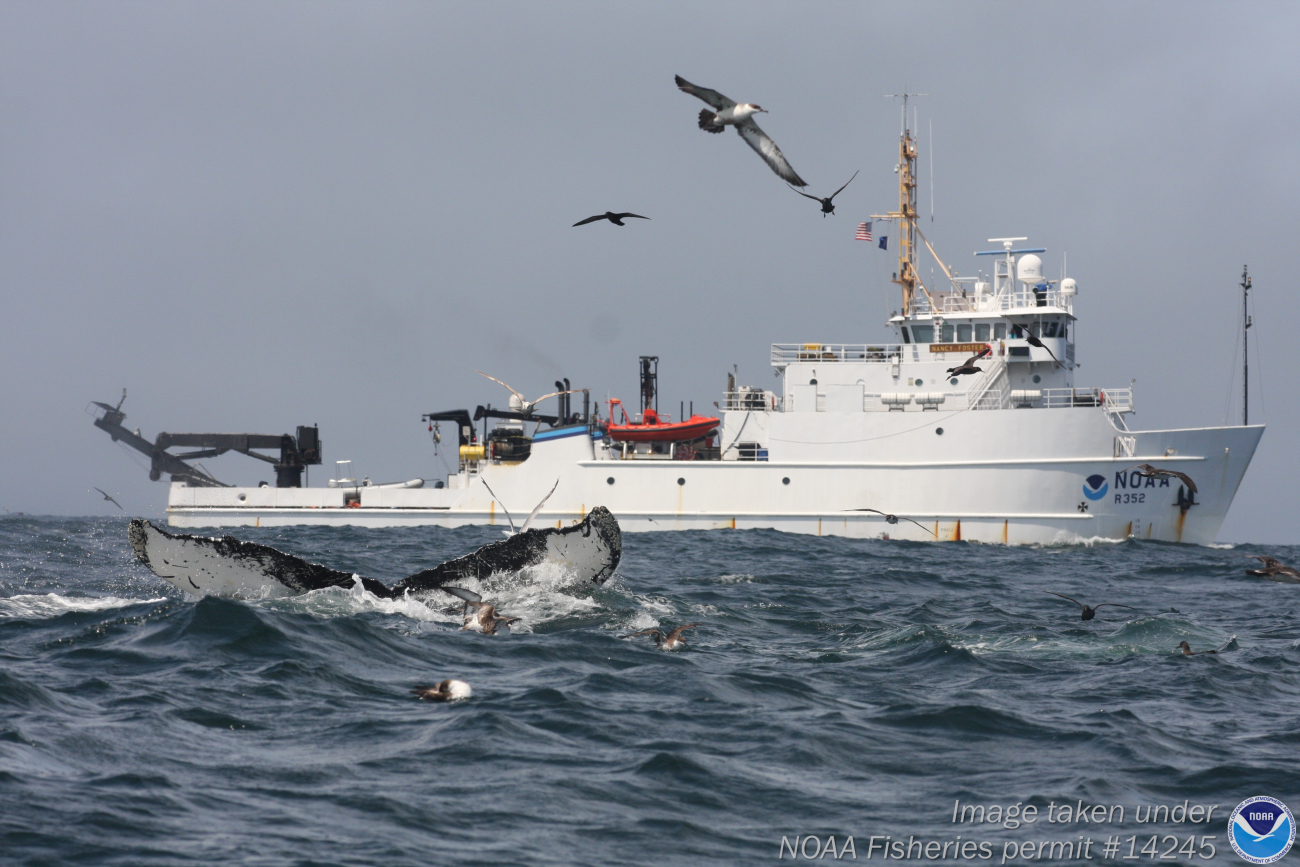 NOAA Ship NANCY FOSTER with humpback whale in foreground