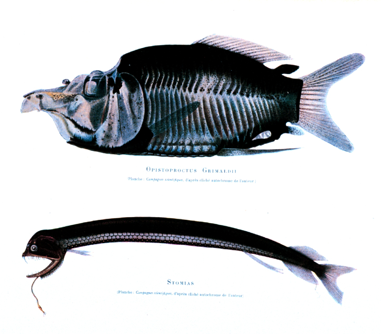 Deep sea fish:  Opistoproctus grimaldi and Stomias