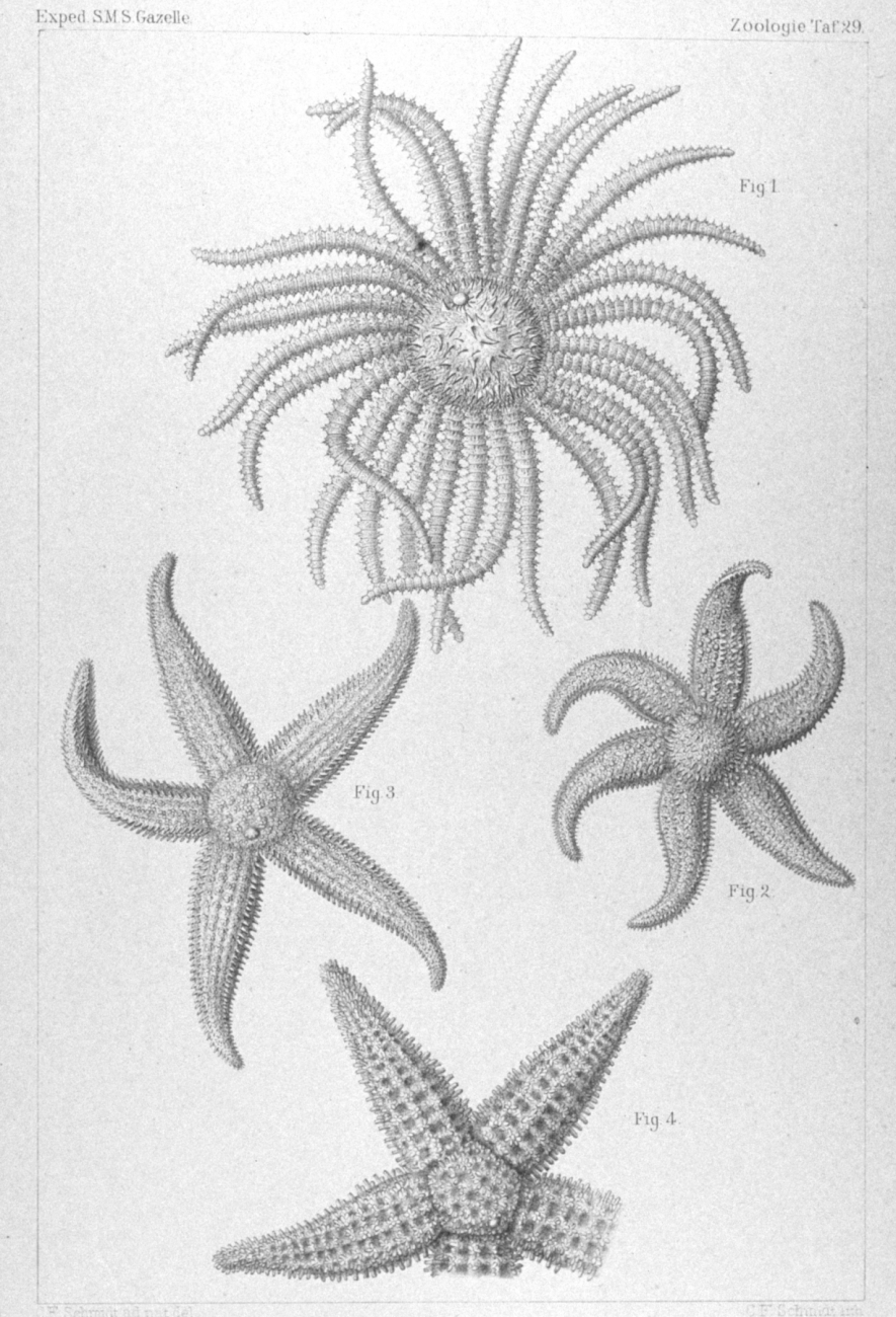 Drawings of starfish captured during the GAZELLE expedition