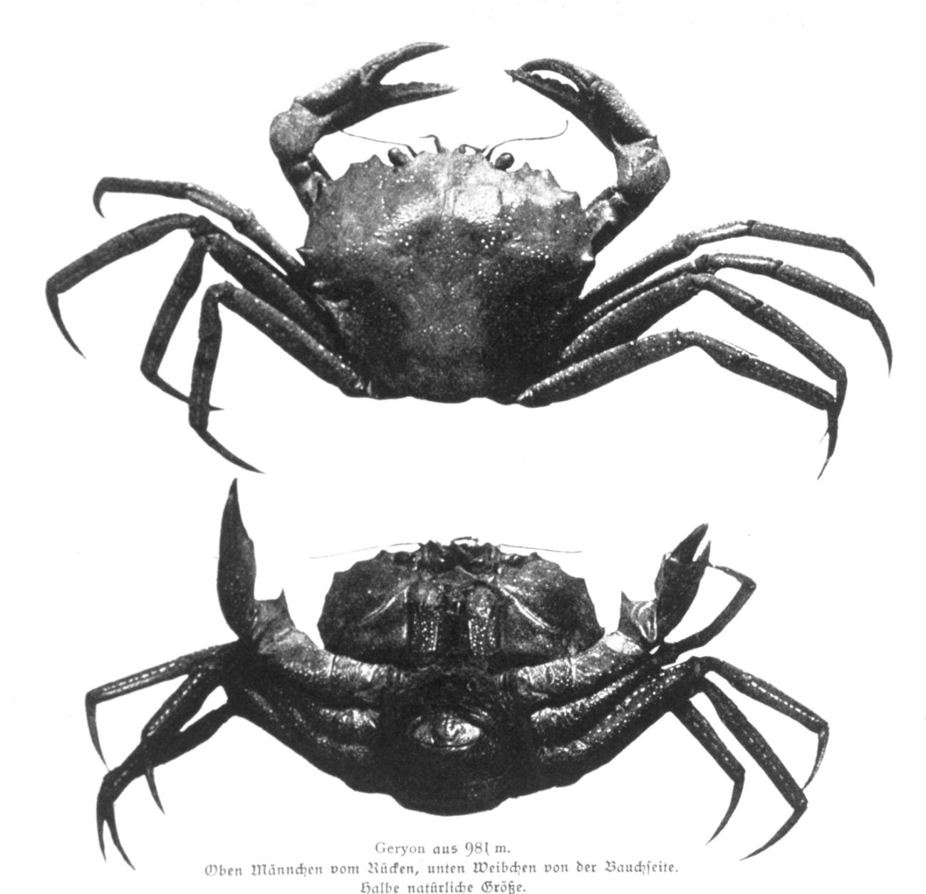 Crabs captured at 981 meters at 25 Degrees south Latitude in the southAtlantic