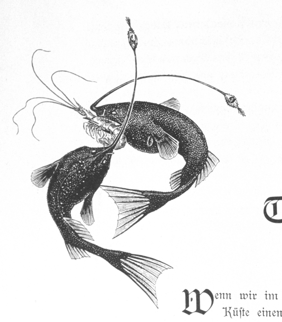 Illustration accompanying lead-in to chapters on Deep Sea Fauna
