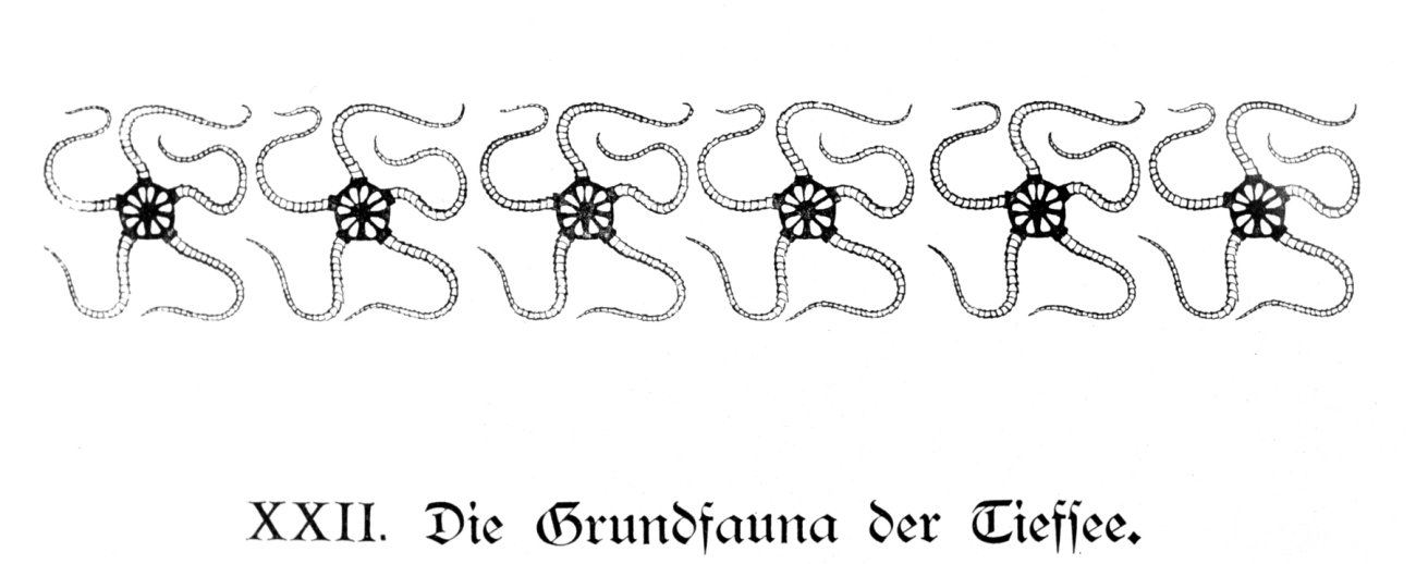 Illustration at beginning of Chapter XXII, The Bottom Fauna of the Deep Sea