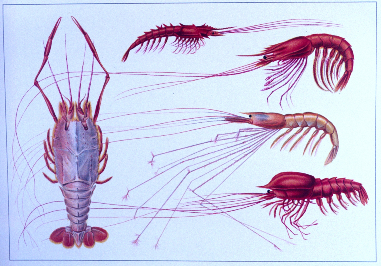 Pelagic and deep sea bottom crustaceans