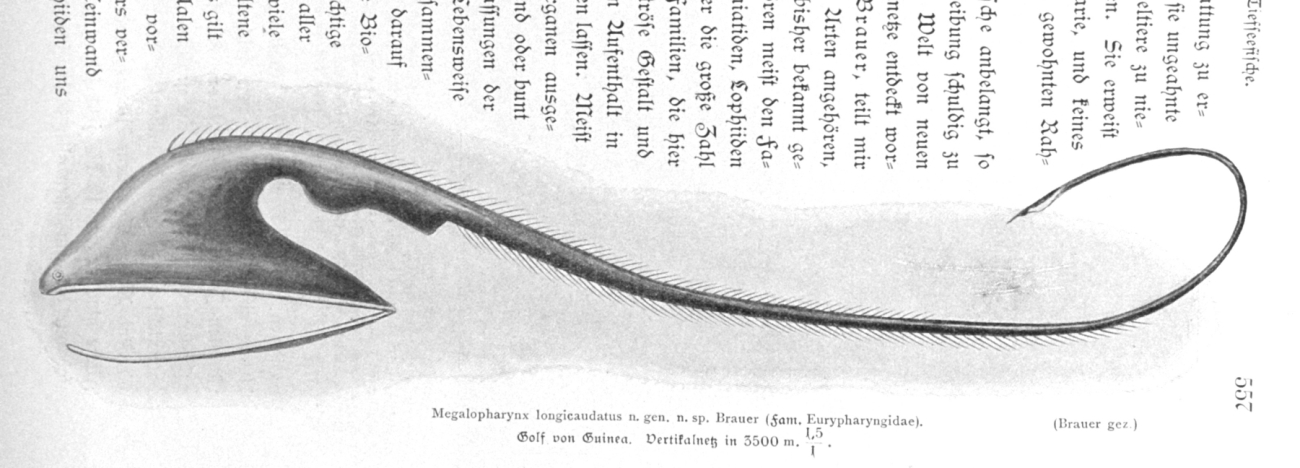 Megalopharnyx longicaudatus (Family Eurypharyngidae)