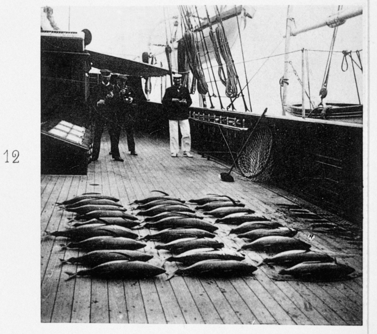 A catch of albacore tuna on the bridge deck