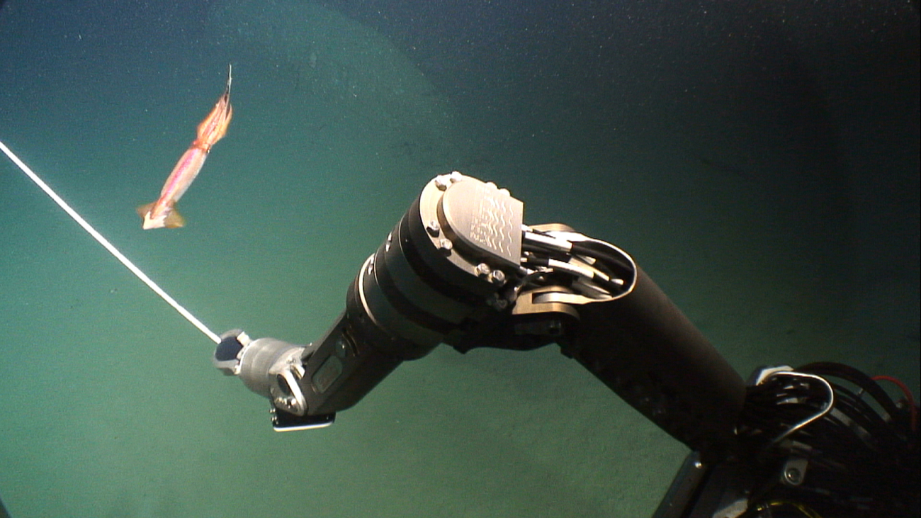A squid flies by the robotic arm of Deep Discoverer