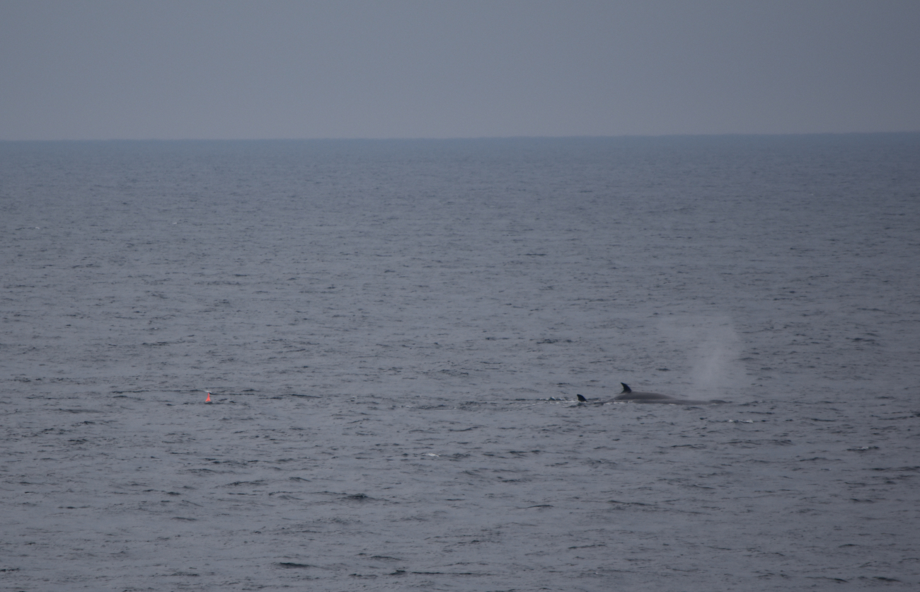 Sei whales with the orange float of the sonobuoy in close proximity