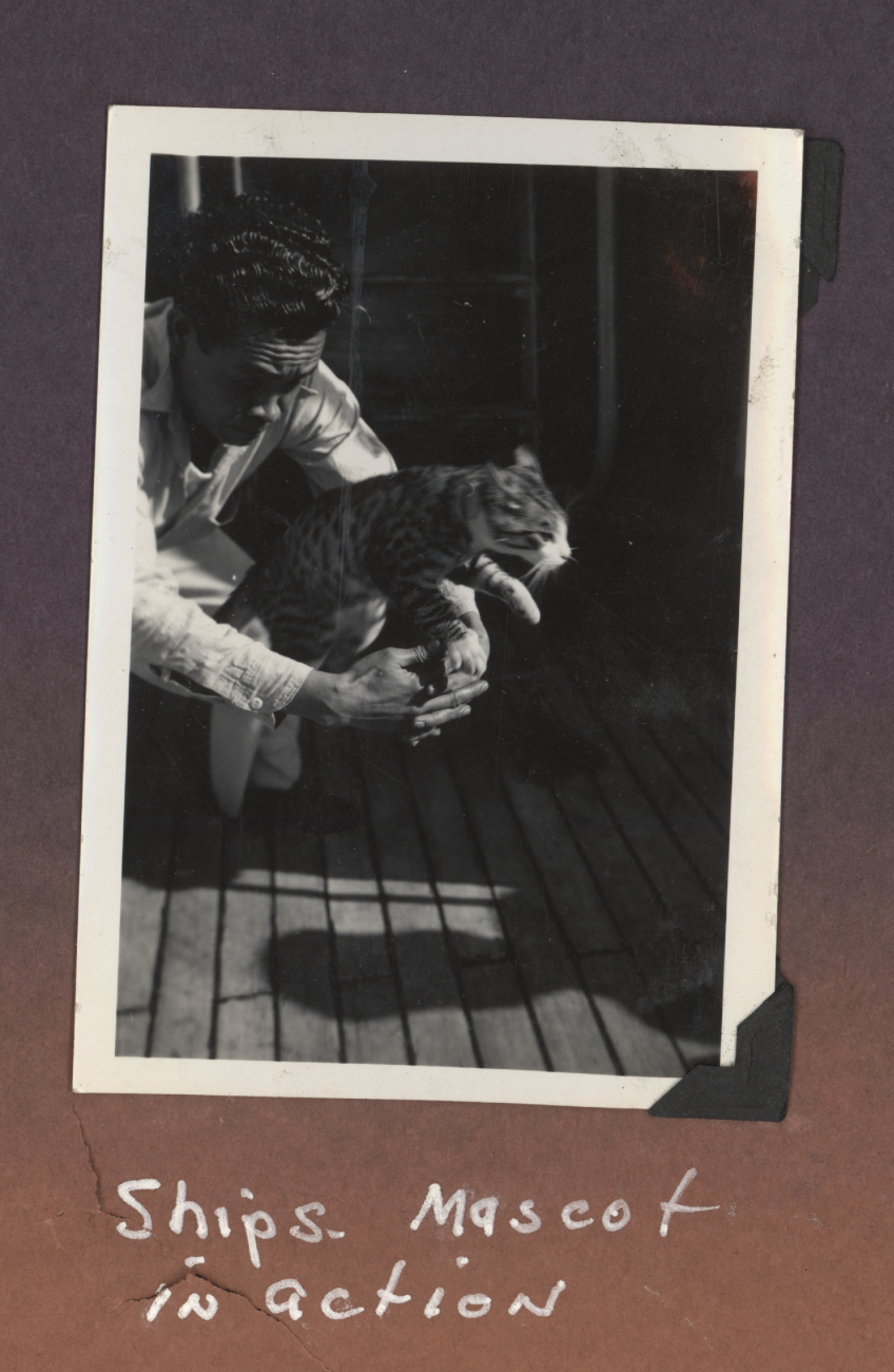 SURVEYOR's ship's cat - obviously didn't want its picture taken