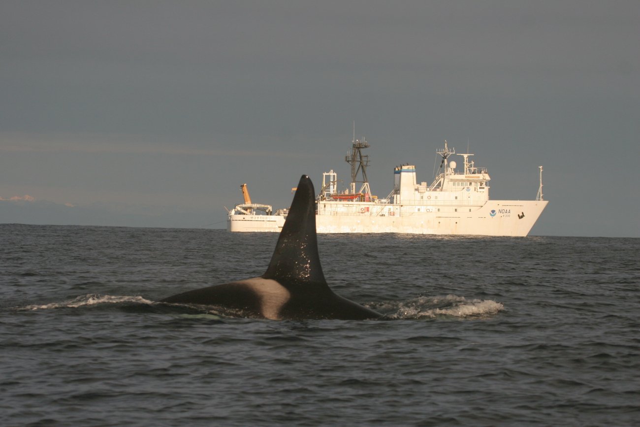 NOAA Ship McARTHUR II with resident killer whale off NW U