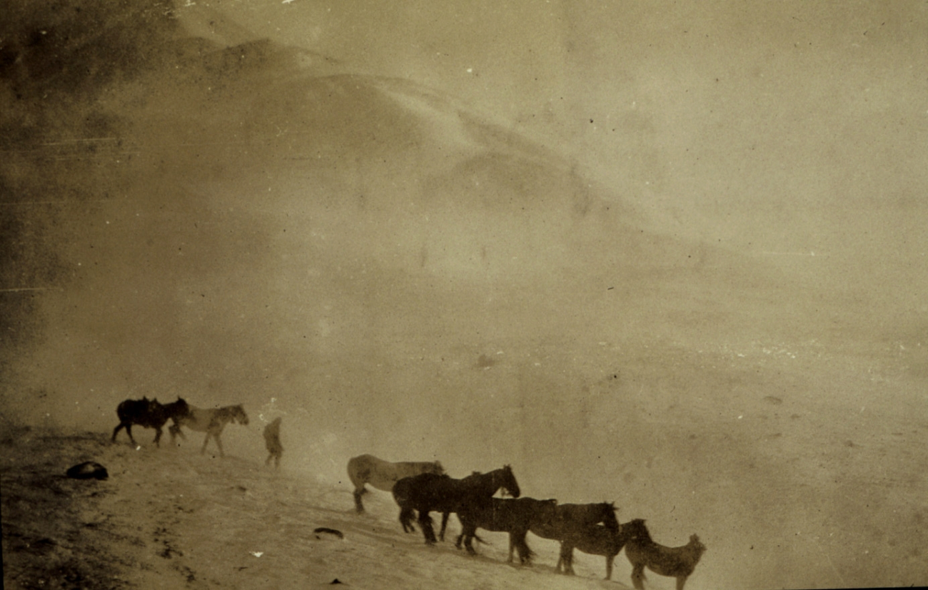 Cold day- cold horses --- near Station Schist