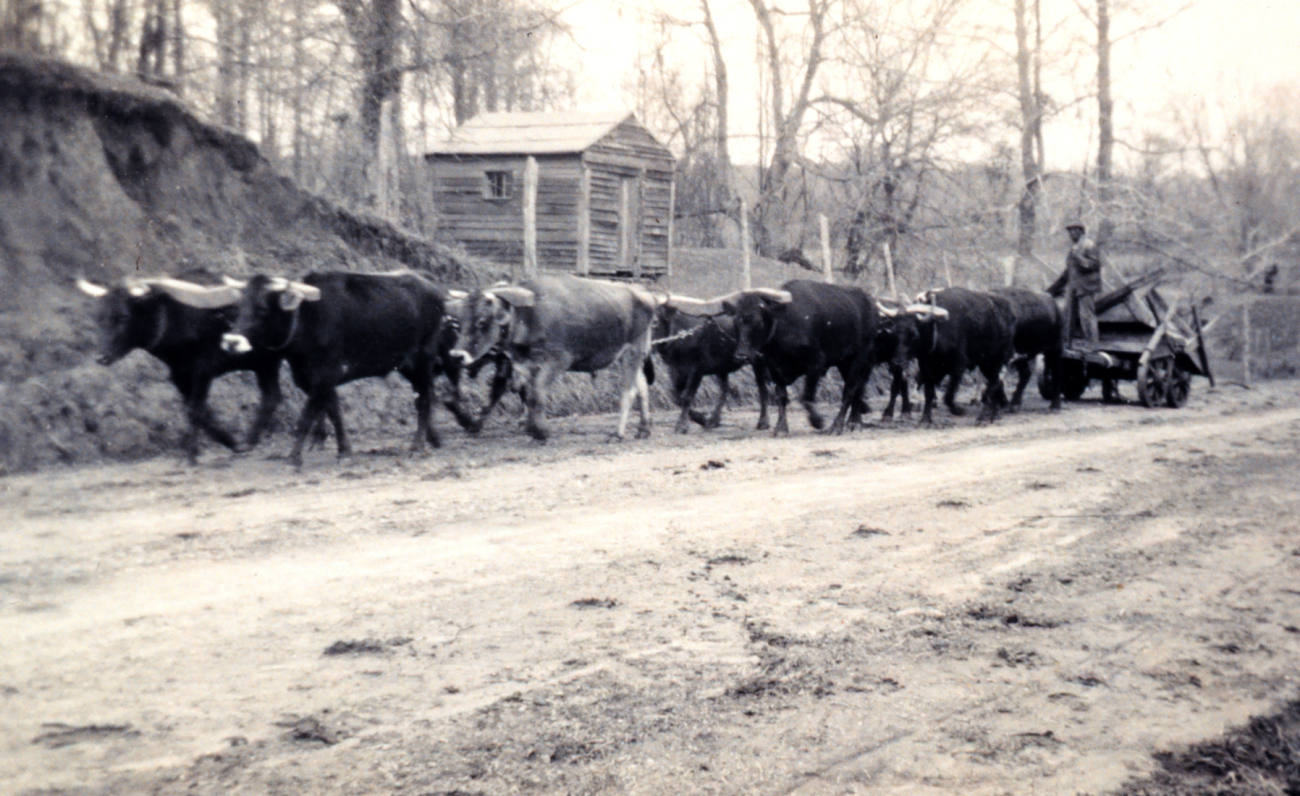 Ox team pulling a cart in the Southeast United States