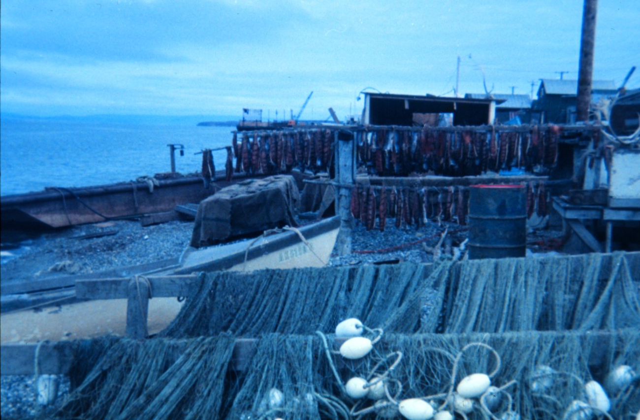 Fish nets and drying fish at Kotzebue