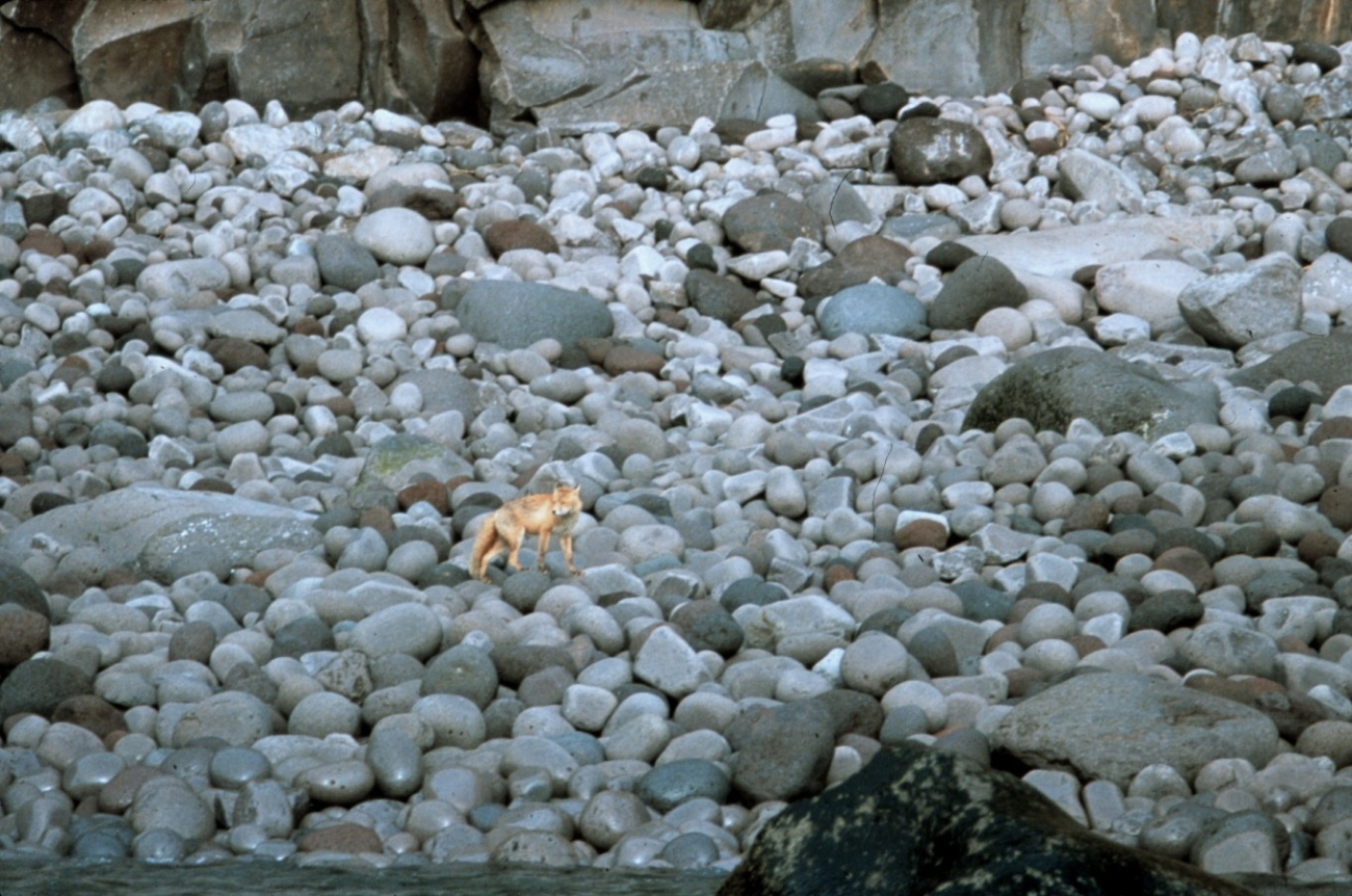 A fox on a boulder beach