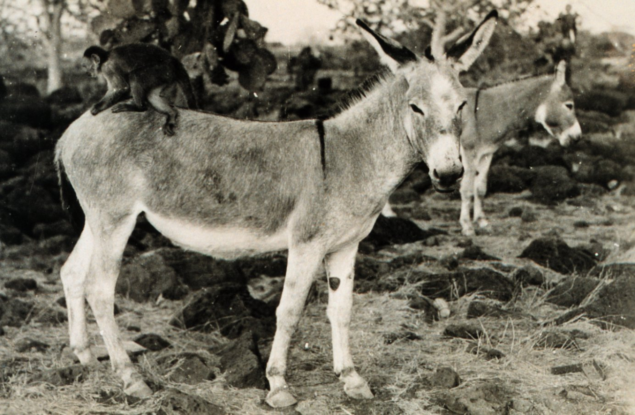 A monkey helping preen a donkey in the Galapagos Islands