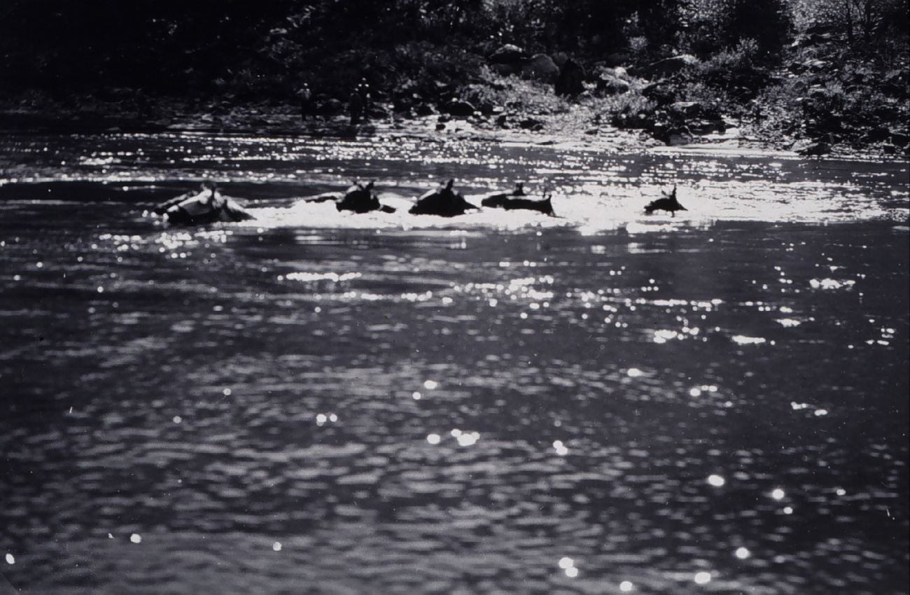 Swimming the horses across the Salmon River