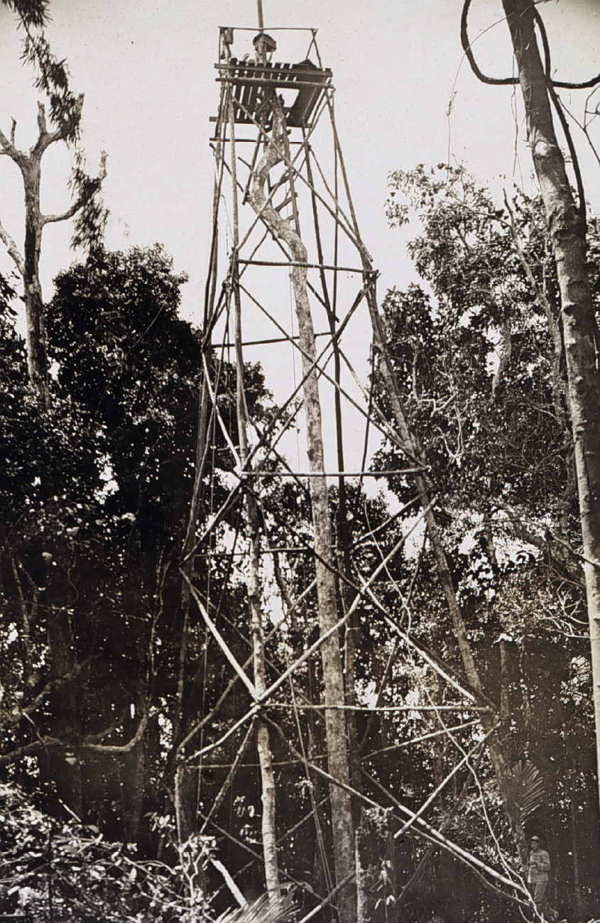 Station Gibuson - a 68 foot tree signal
