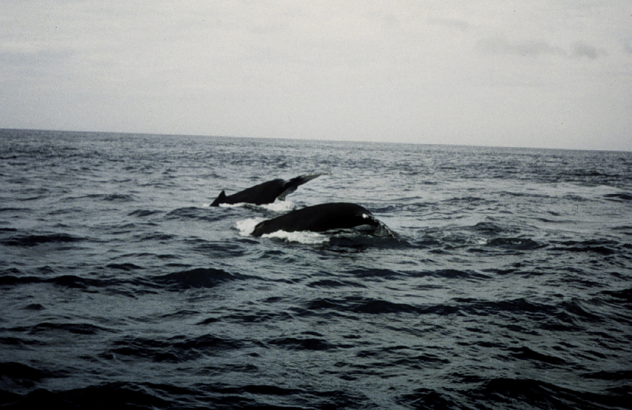 Humpback whales off Cape Cod