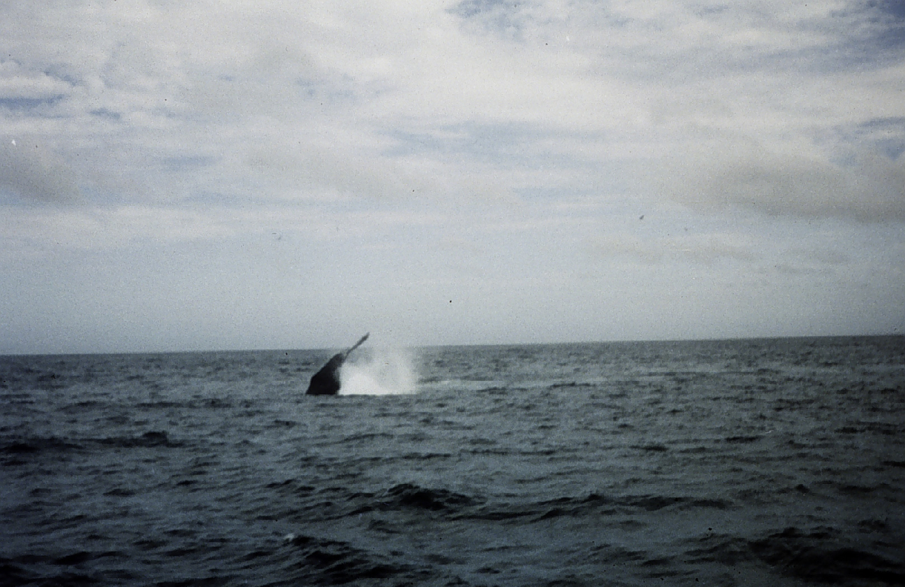 Humpback whales off Cape Cod