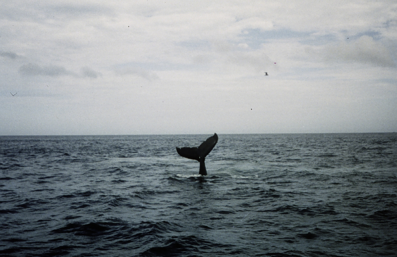 Humpback whale off Cape Cod