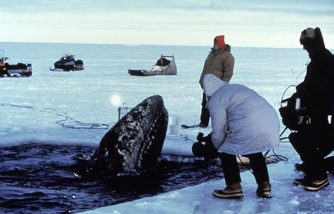 Gray whale trapped in the ice in the Bering Sea