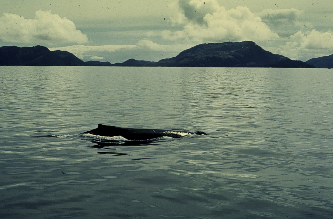 Whale visiting hydrographic survey crew