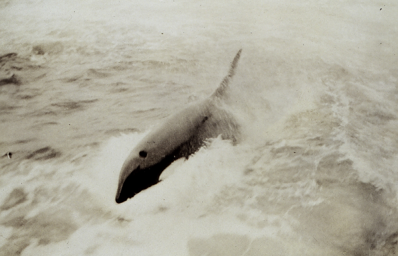 Killer whale in the Gulf of Alaska