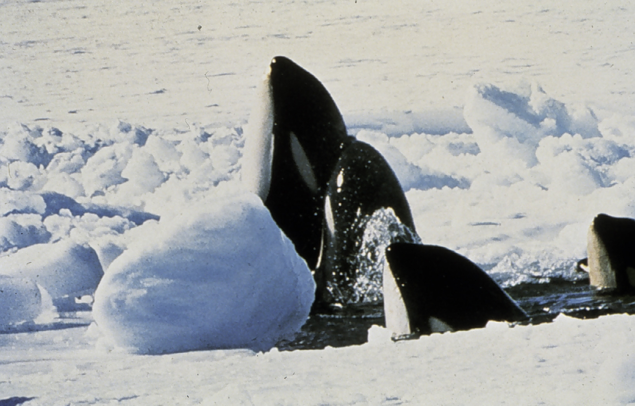 Killer whales in Antarctic waters