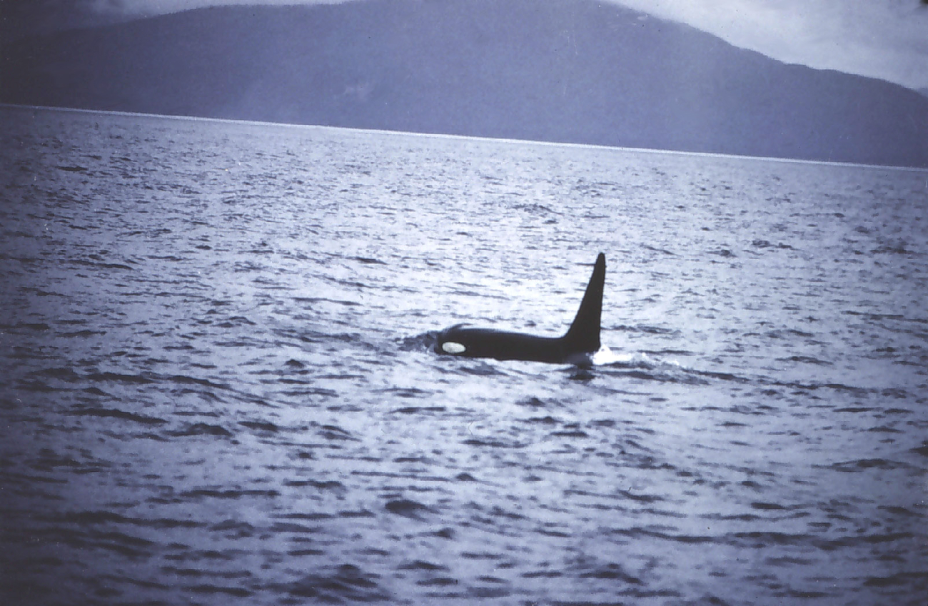 Killer whale in Alaskan waters