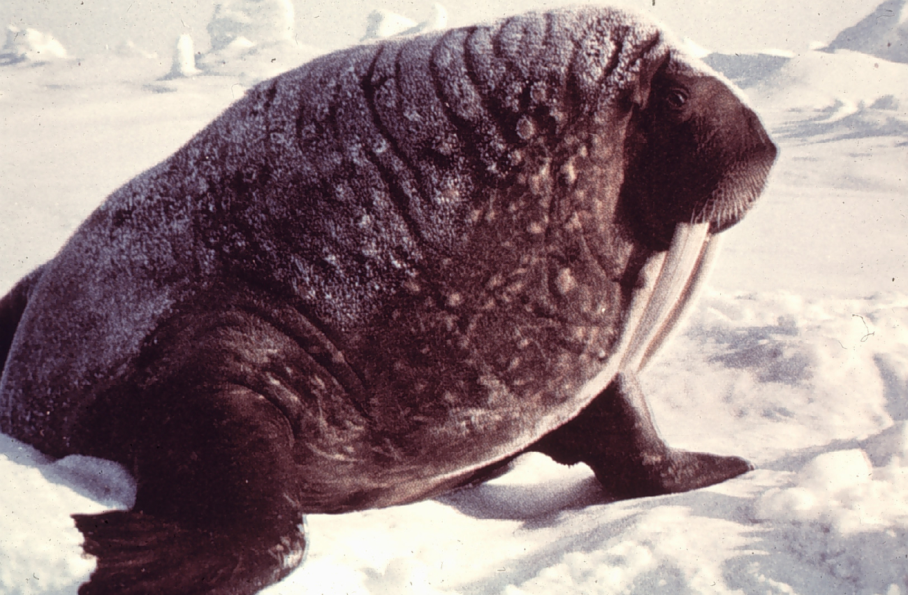 Walrus on the ice