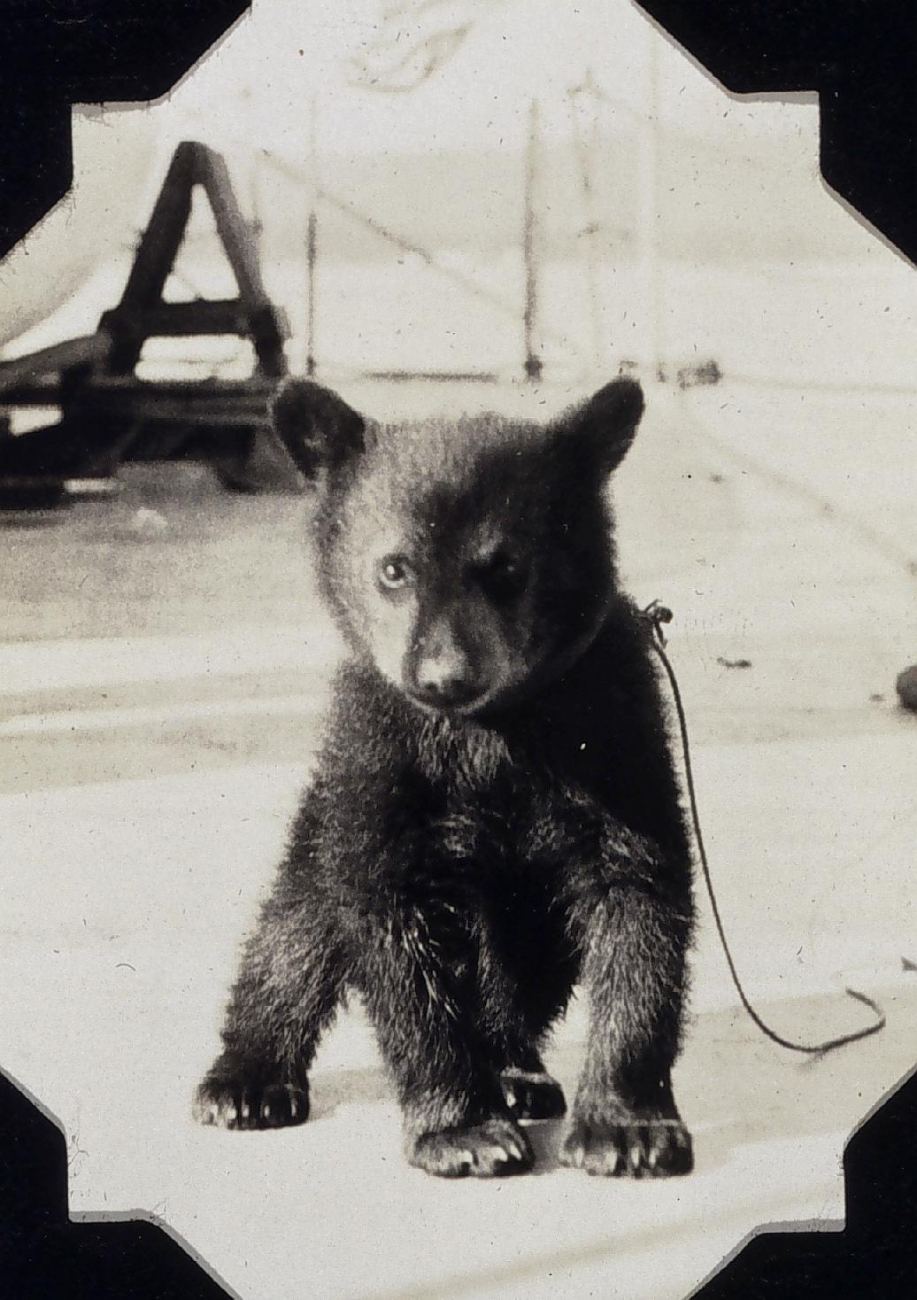 Black bear cub on the SURVEYOR