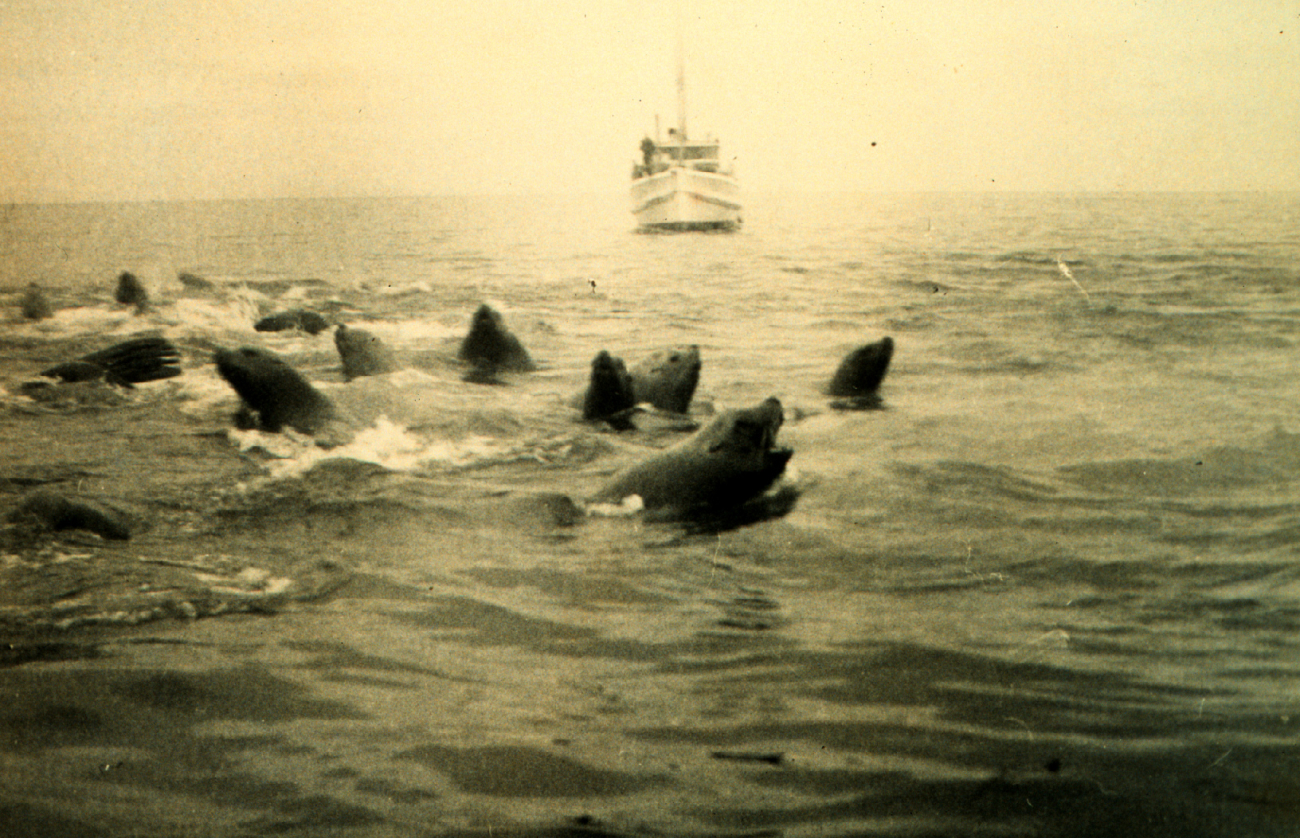A herd of sea lions (Eumetopias jubatus) disputes the passage ofthe LESTER JONES