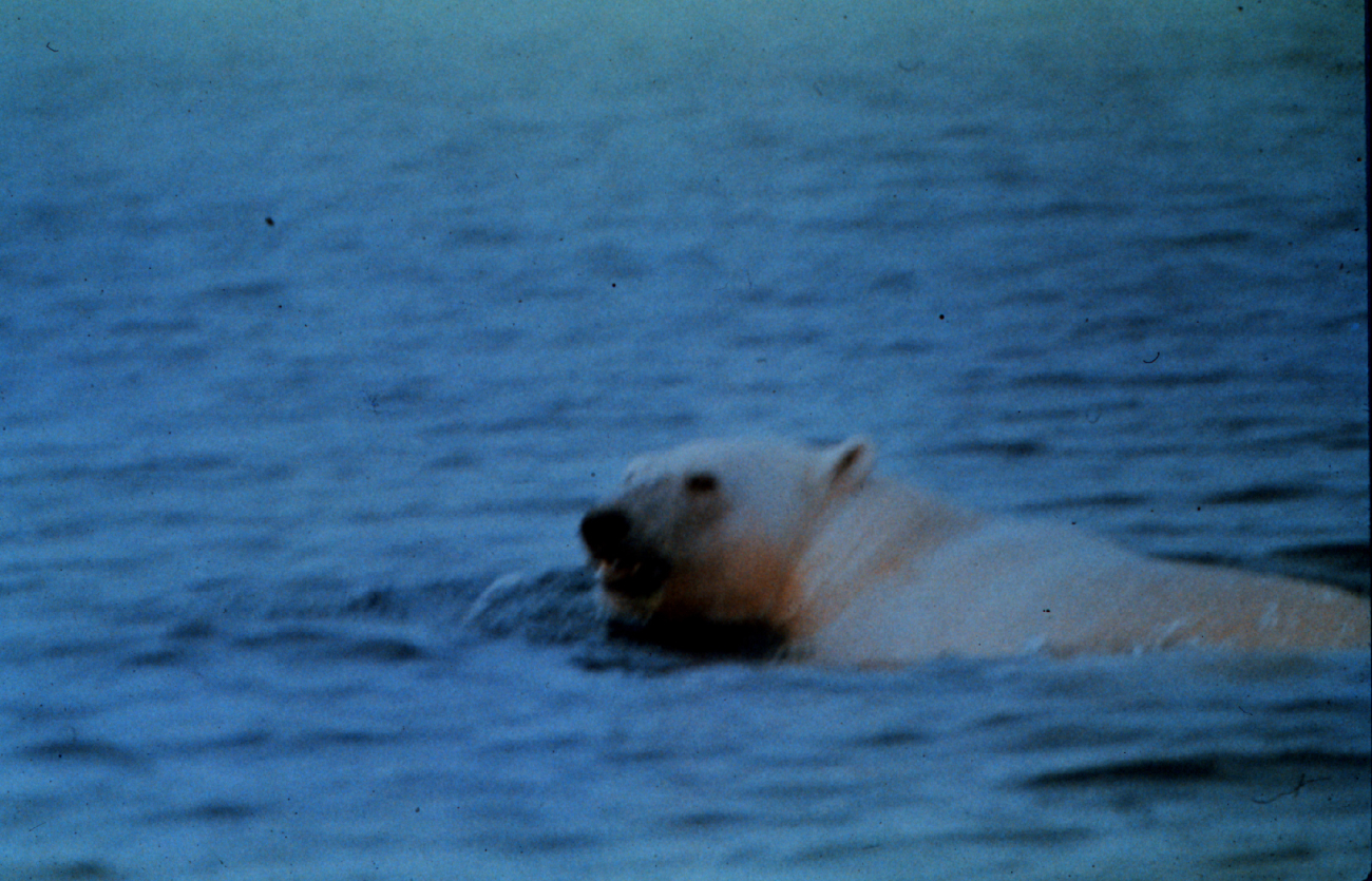 Polar bear swimming in Norwegian Sea