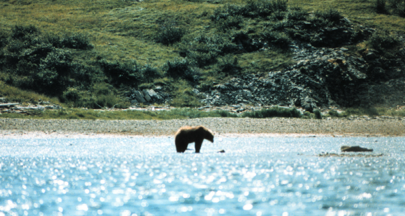 Alaska brown bear on tide flats