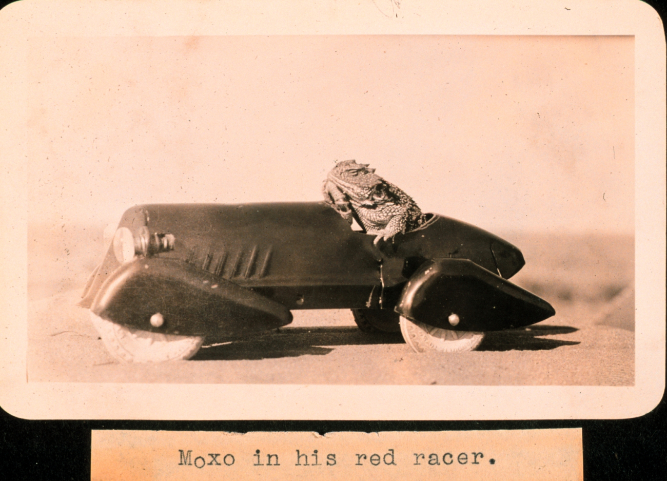 Moxo in his red racer