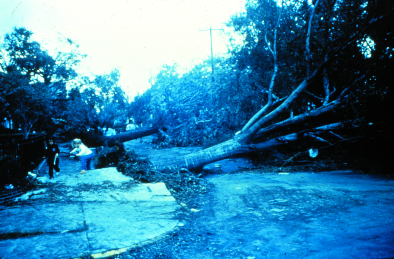 Large oak trees over 100 years old came down all over CharlestonAfter passage of Hurricane Hugo