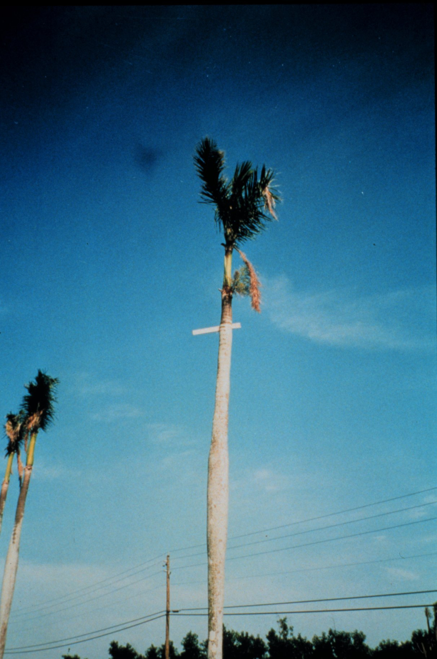 Hurricane Andrew - A 1X4 board driven through the trunk of a royal palm30 feet above ground level