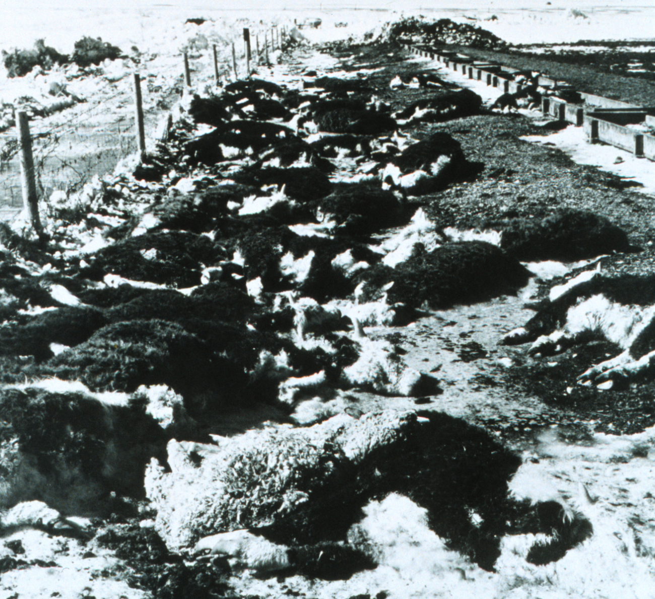 Livestock losses after a March blizzard