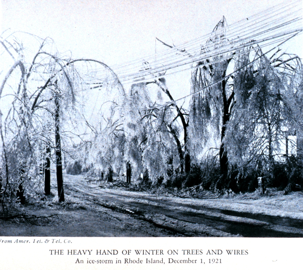 The heavy hand of winter on trees and wires