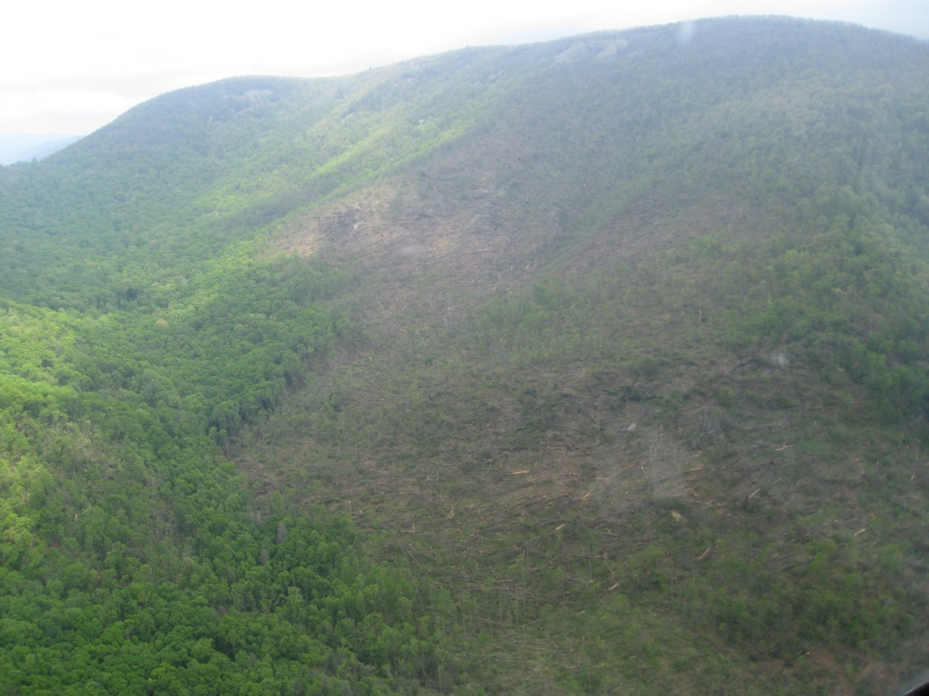 Thousands of trees were blown down in Chattahoochee National Forest by theEF2 tornado that struck Lumpkin and White Counties