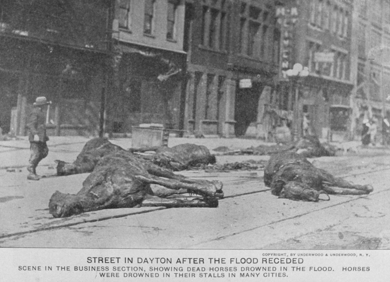 Dead horses litter the streets in Dayton after the flood receded
