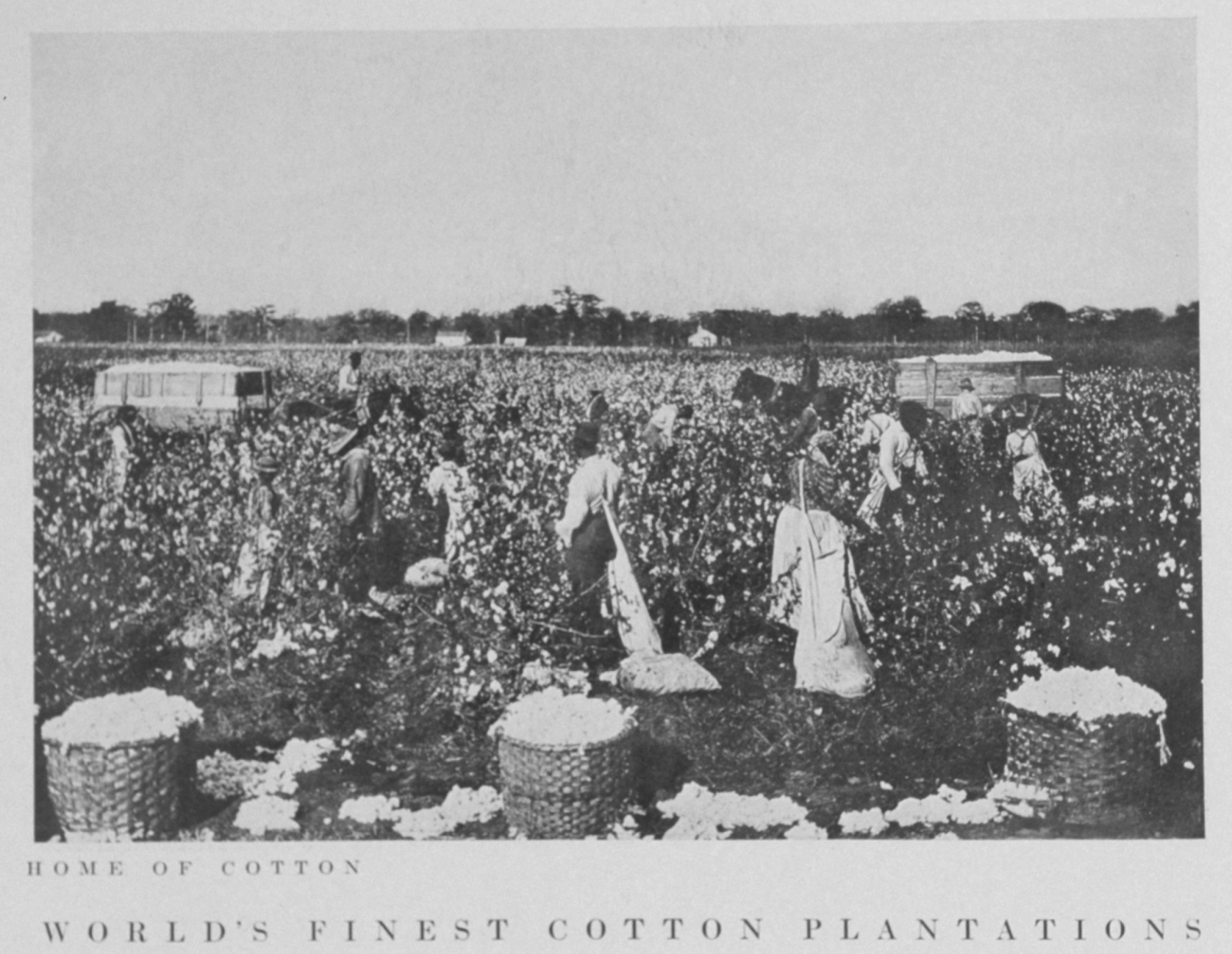 Home of cotton