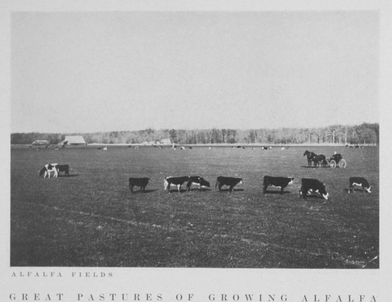 Alfalfa fields