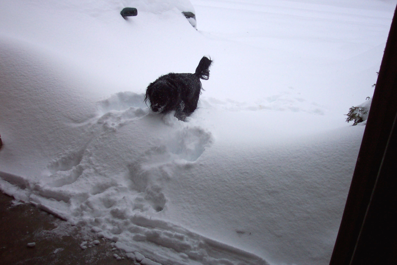 Befuddled and bedraggled dog can't find yard in heavy snow