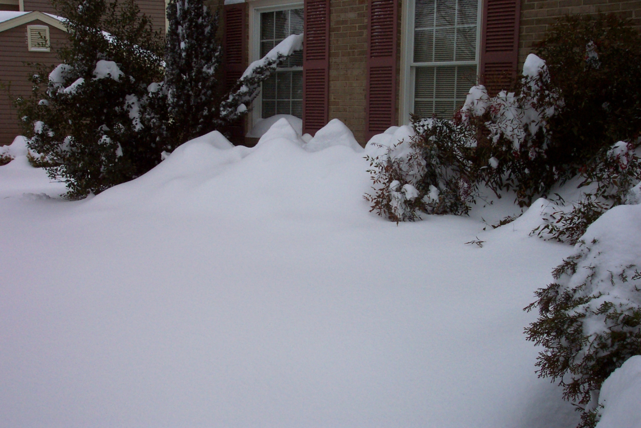 Shrubs covered by snow drifts