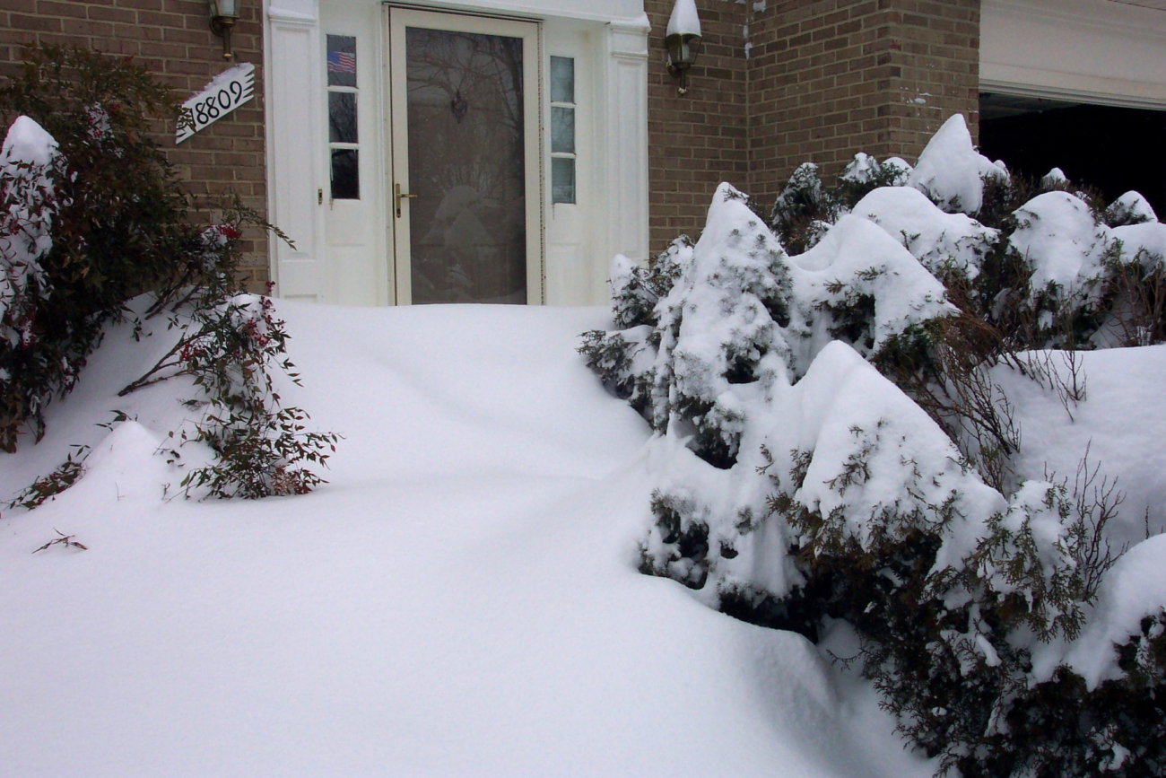 Shrubs covered by snow drifts