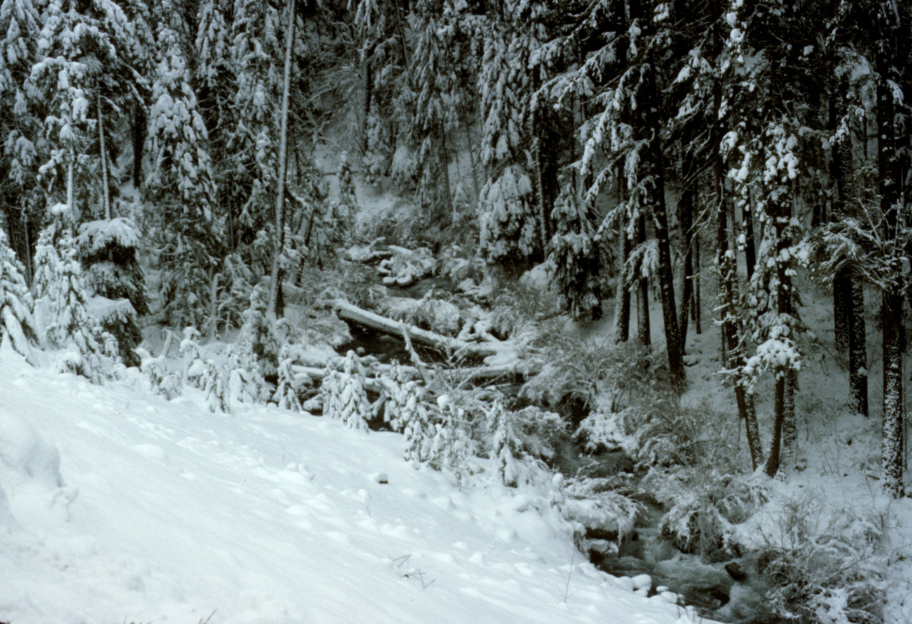 North Fork of the Little Butte Creek in a snow-draped winter wonderland