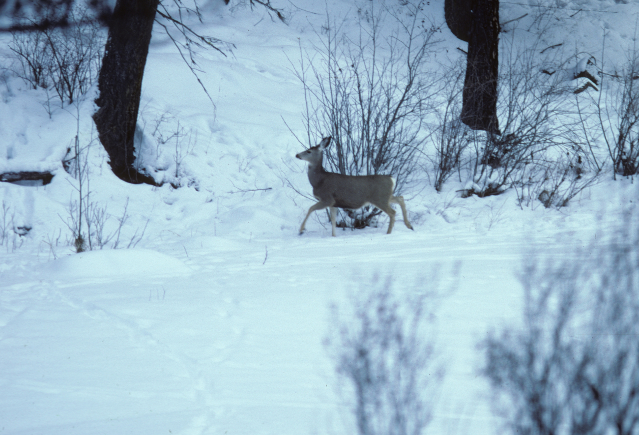 Mule deer along a frozen creek bed searching for riparian vegetation