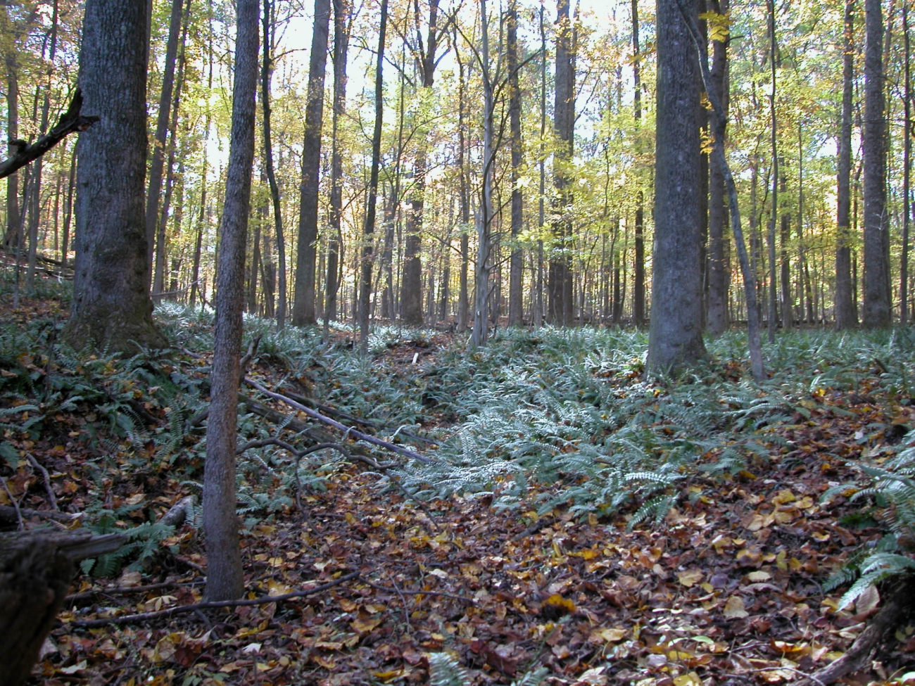 Ferns and fall leaves covering the forest floor