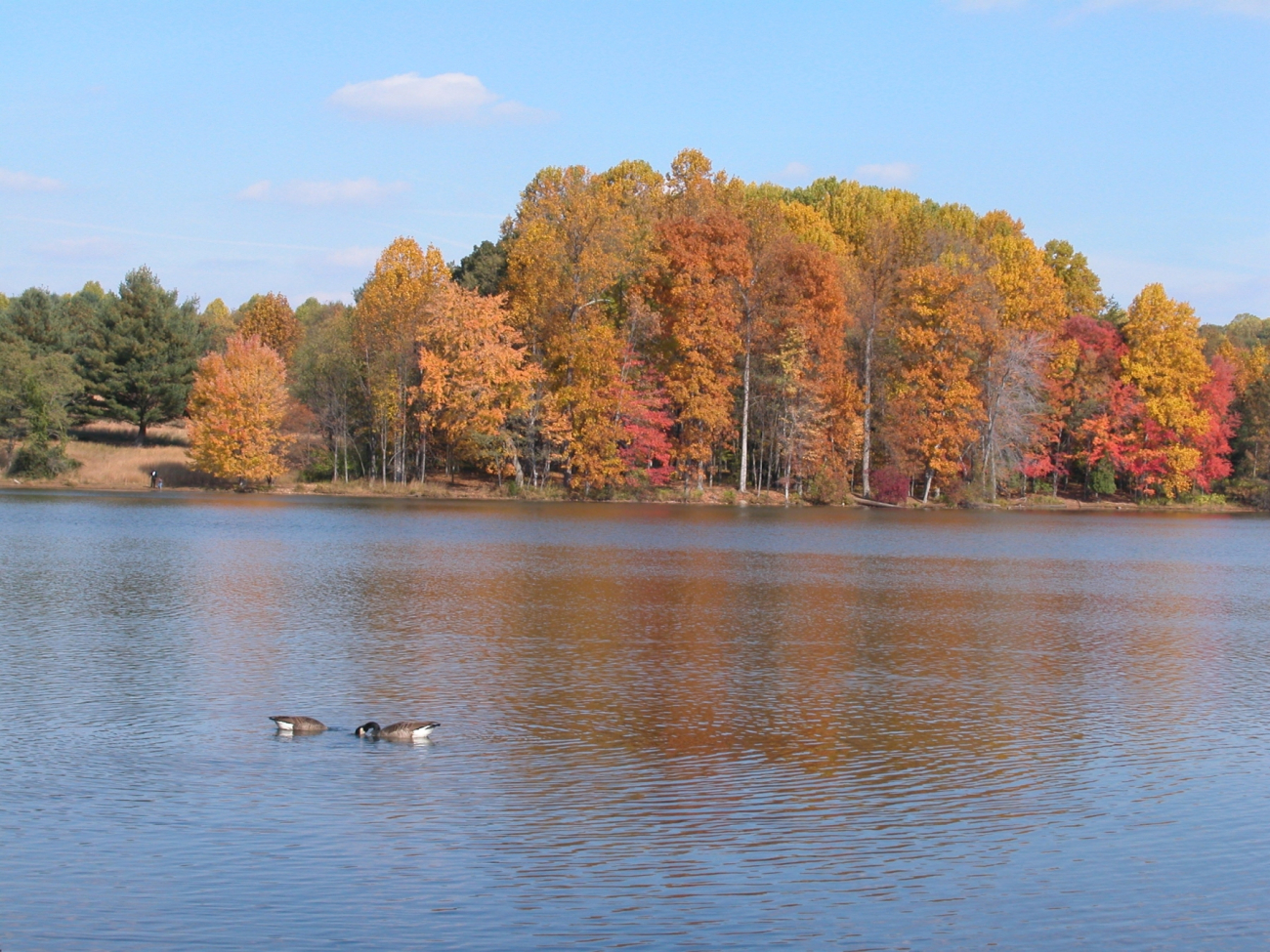Canada geese and fall colors